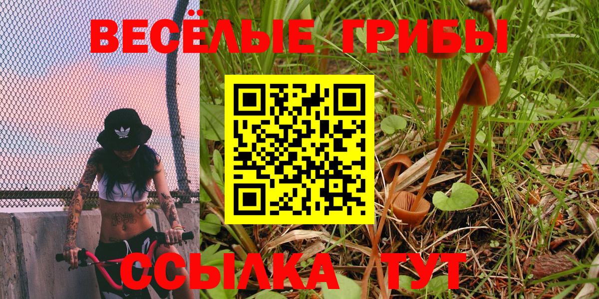 Галлюциногенные грибы Psilocybe Валуйки